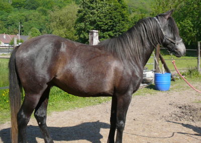 Velocifer